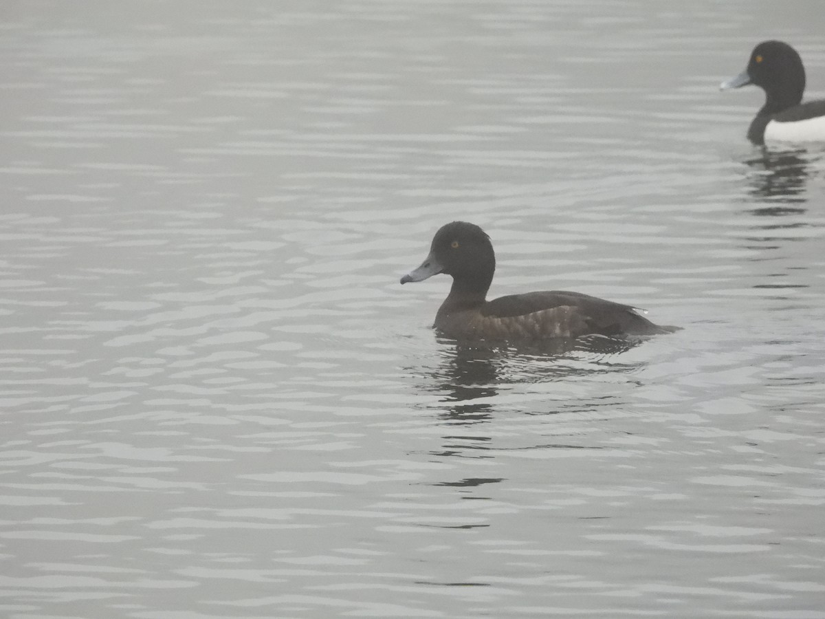 鳳頭潛鴨 - ML620060681