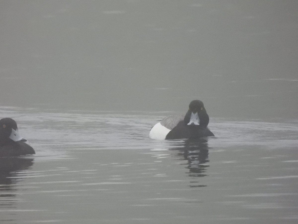 Greater Scaup - ML620060683