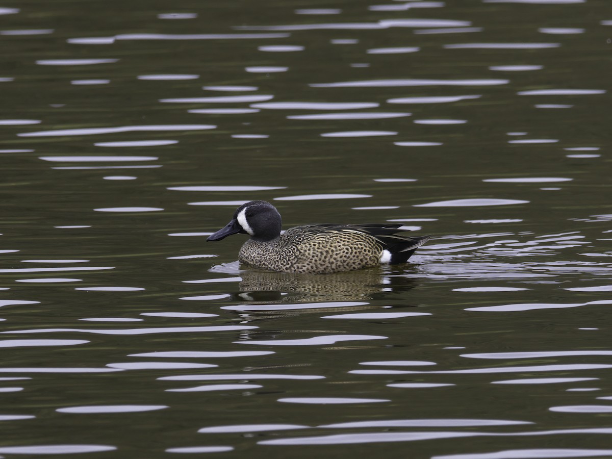 blåvingeand - ML620060685