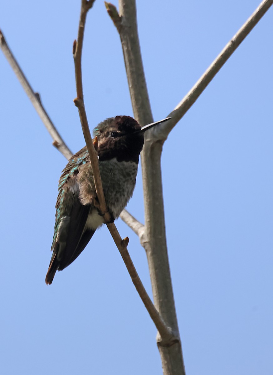 Anna's Hummingbird - ML620060693