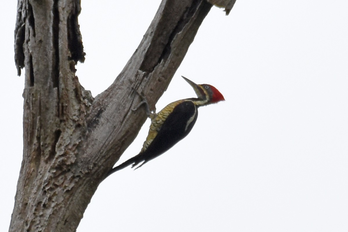 Lineated Woodpecker - ML620060698
