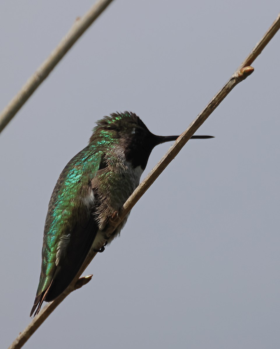 Anna's Hummingbird - ML620060699