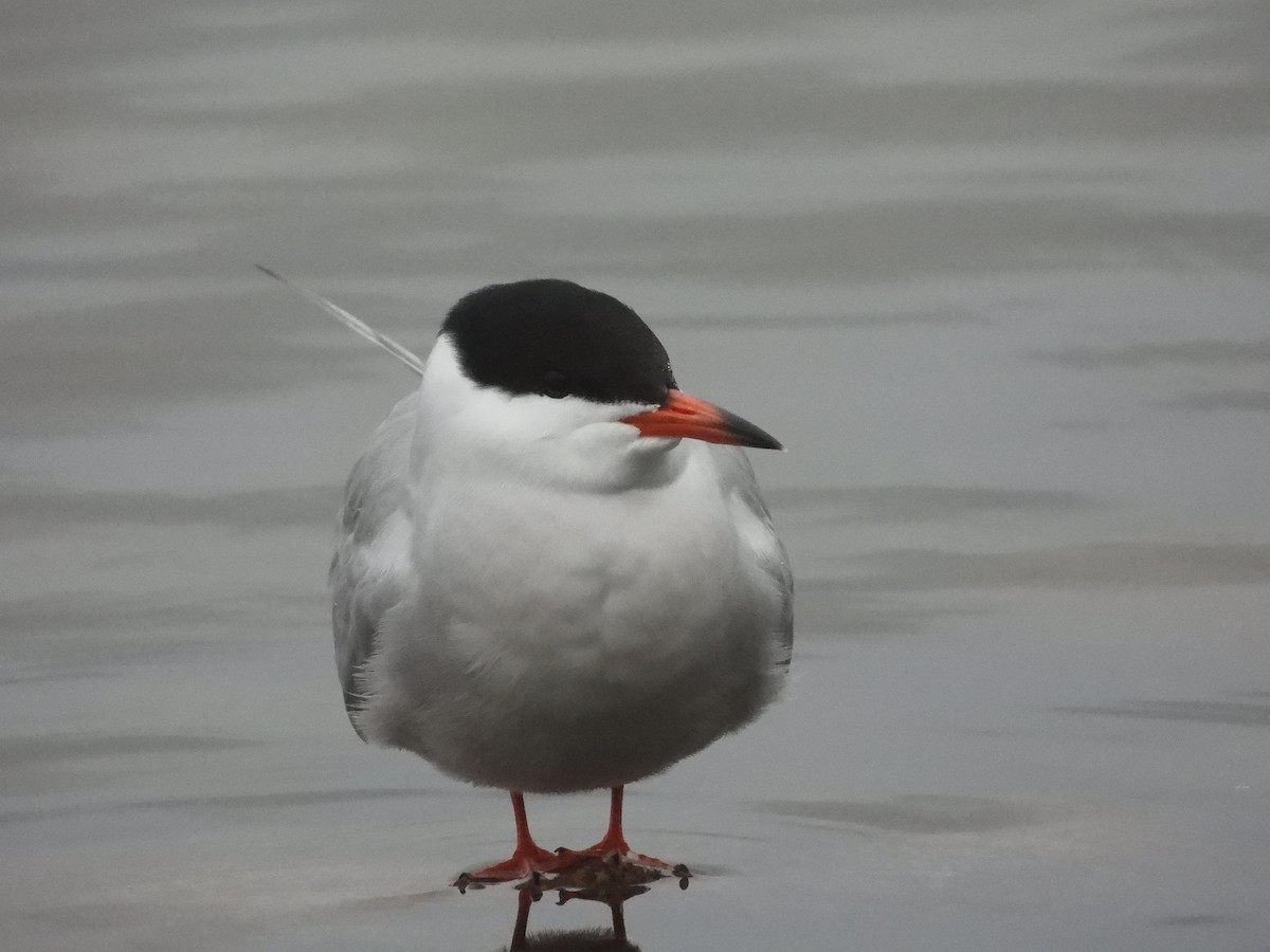 Common Tern - ML620060700