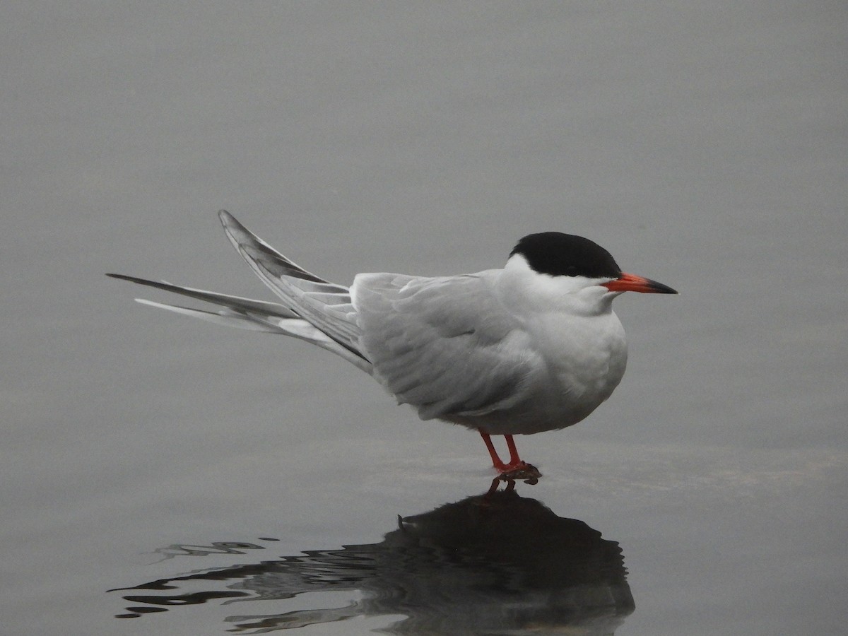 Common Tern - ML620060701