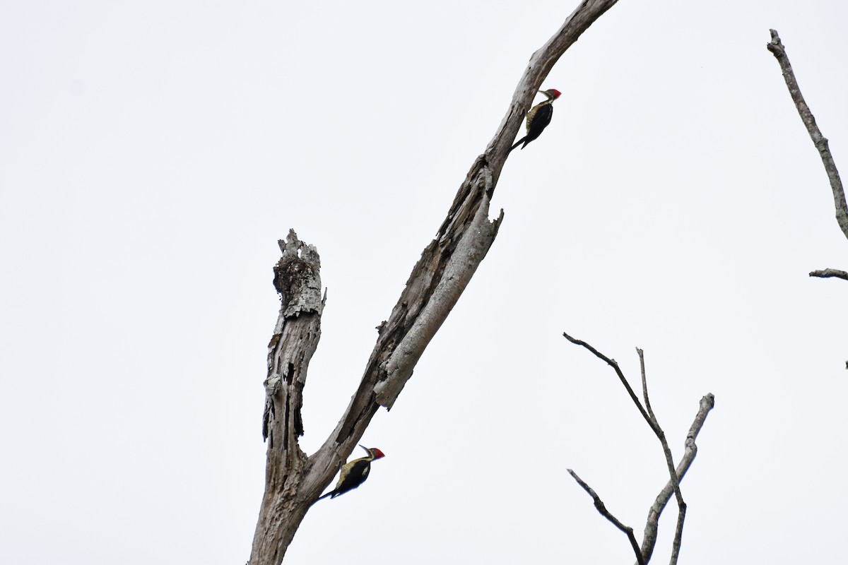 Lineated Woodpecker - ML620060702