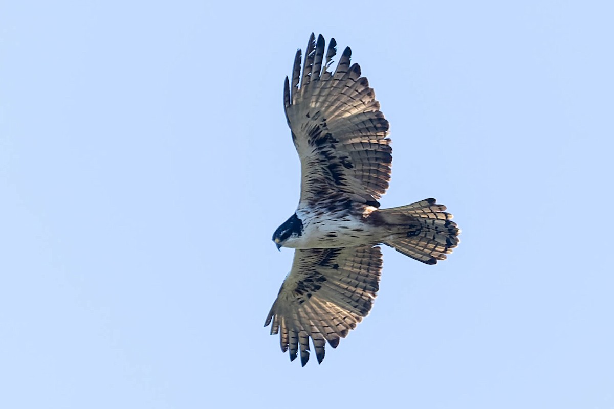 Rufous-bellied Eagle - ML620060707