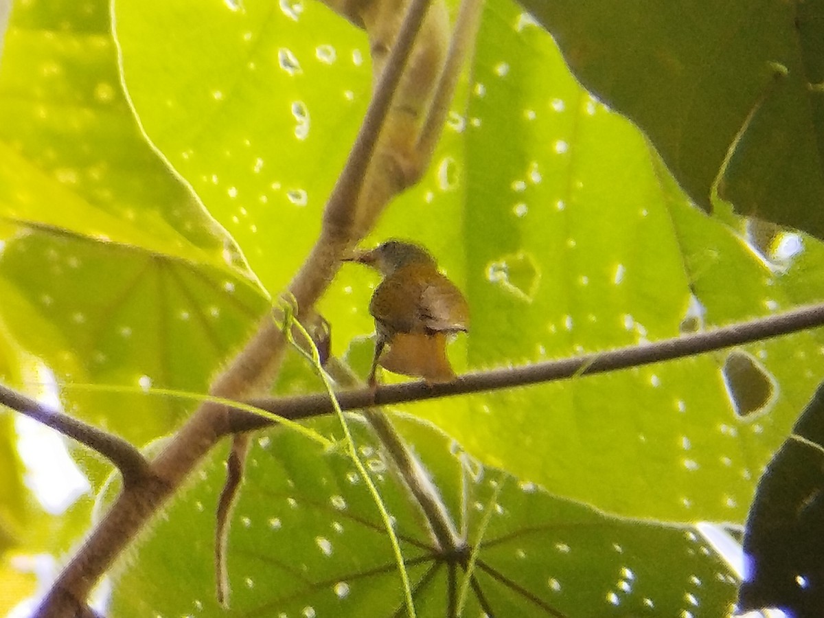 Plain Sunbird - Lars Mannzen