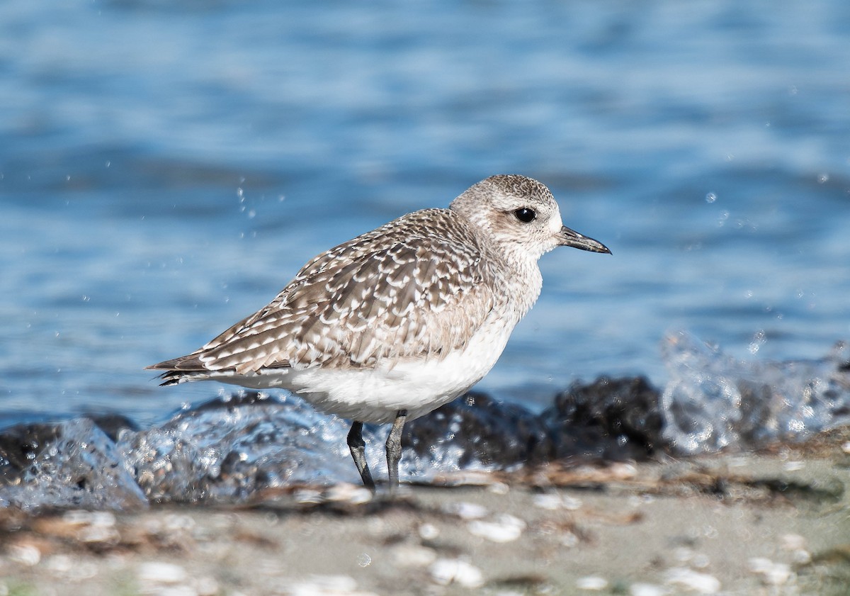 Black-bellied Plover - ML620060722