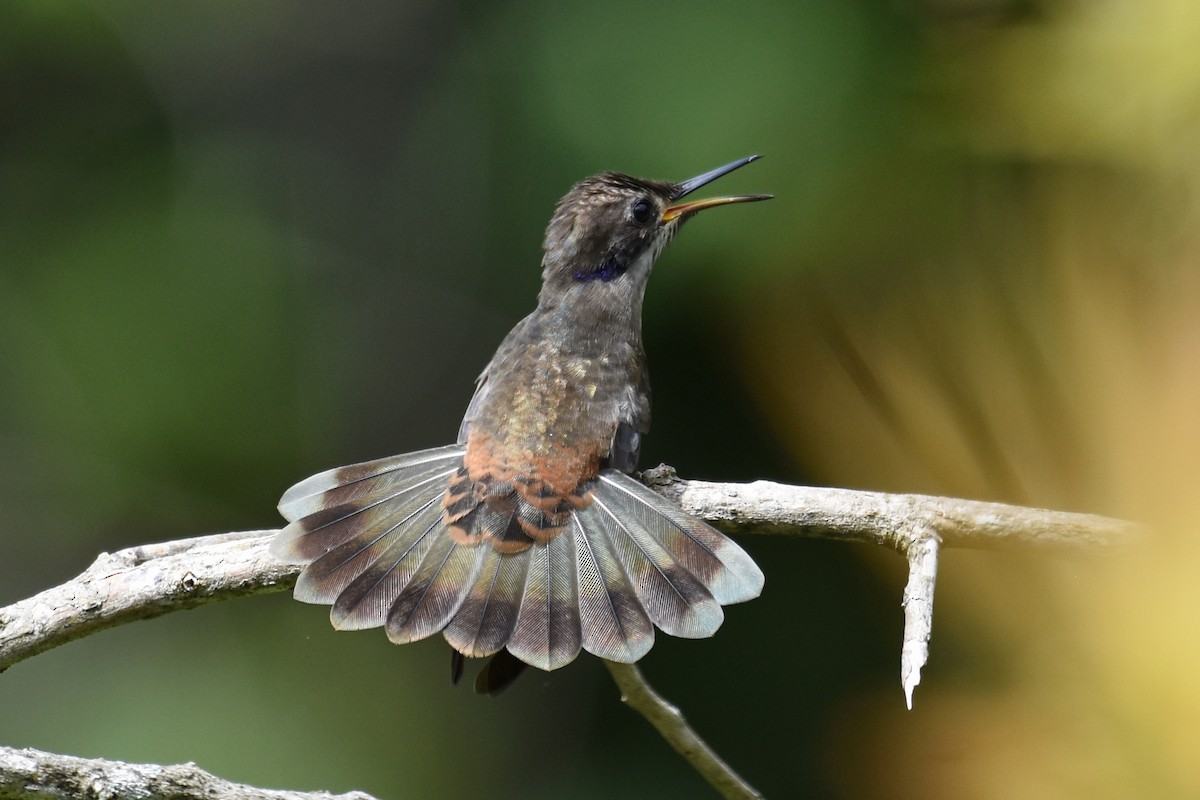 kolibřík fialovouchý - ML620060724