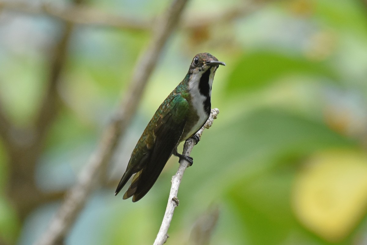 Black-throated Mango - ML620060726