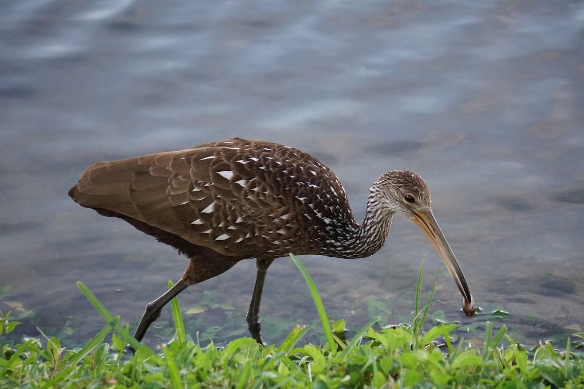 Limpkin - ML620060729