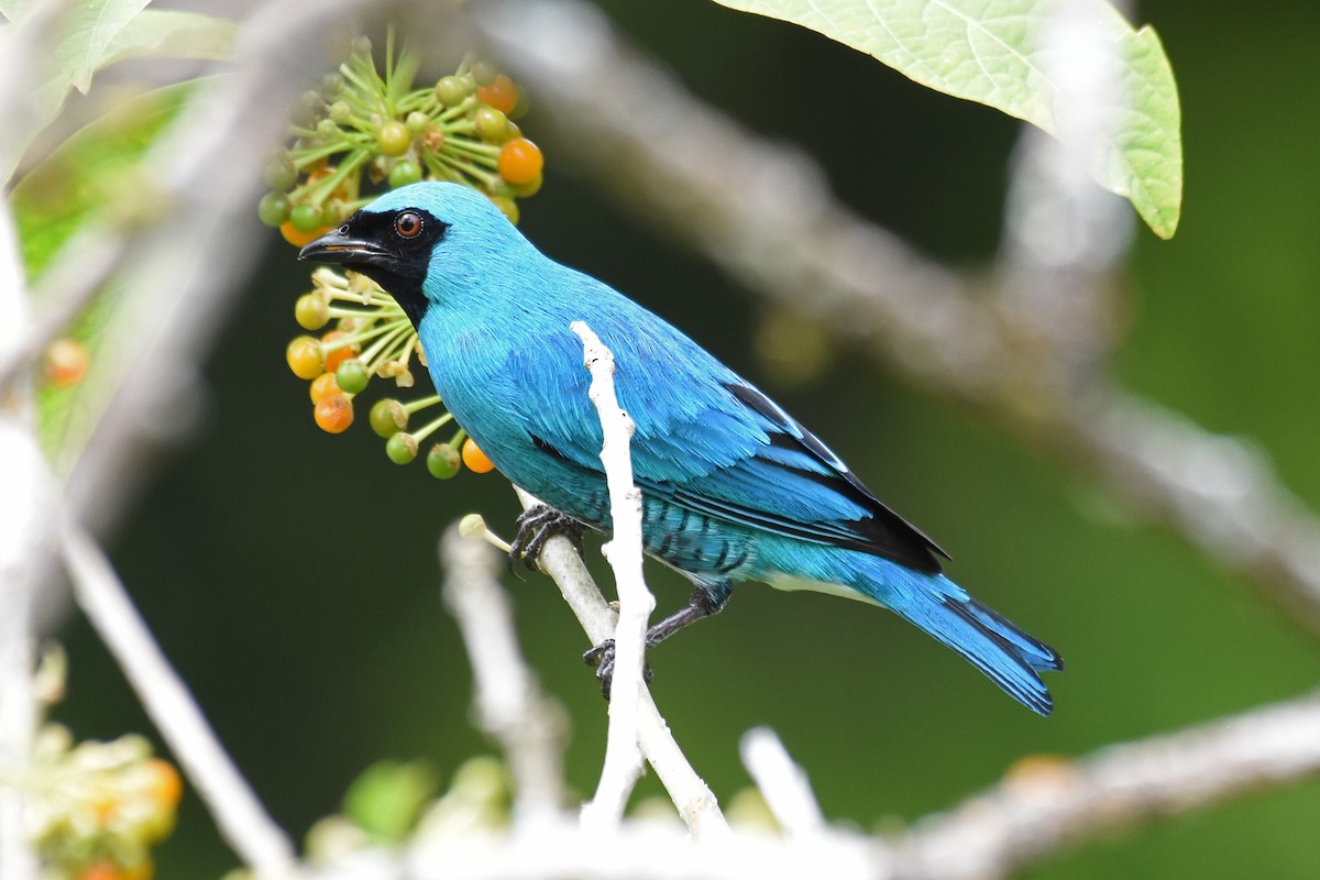 Swallow Tanager - ML620060730