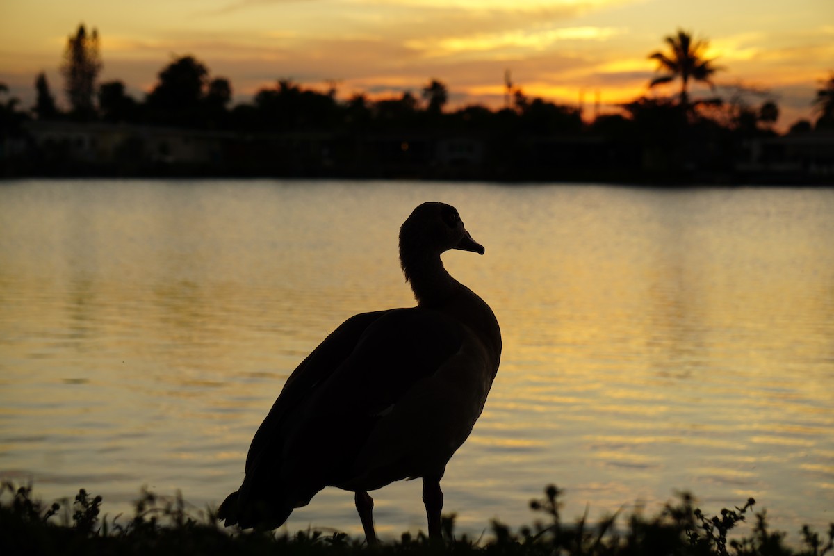 Egyptian Goose - ML620060732