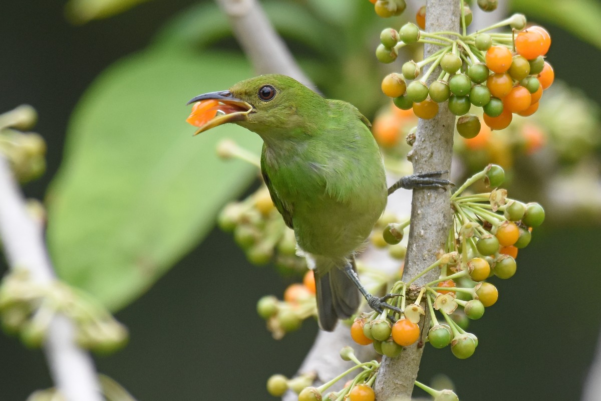 Green Honeycreeper - ML620060734