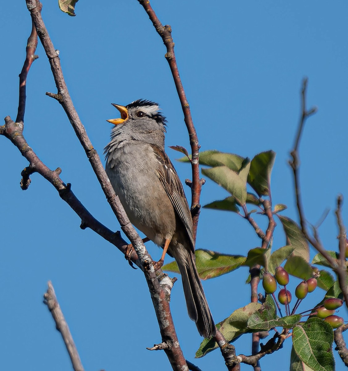 White-crowned Sparrow - ML620060742