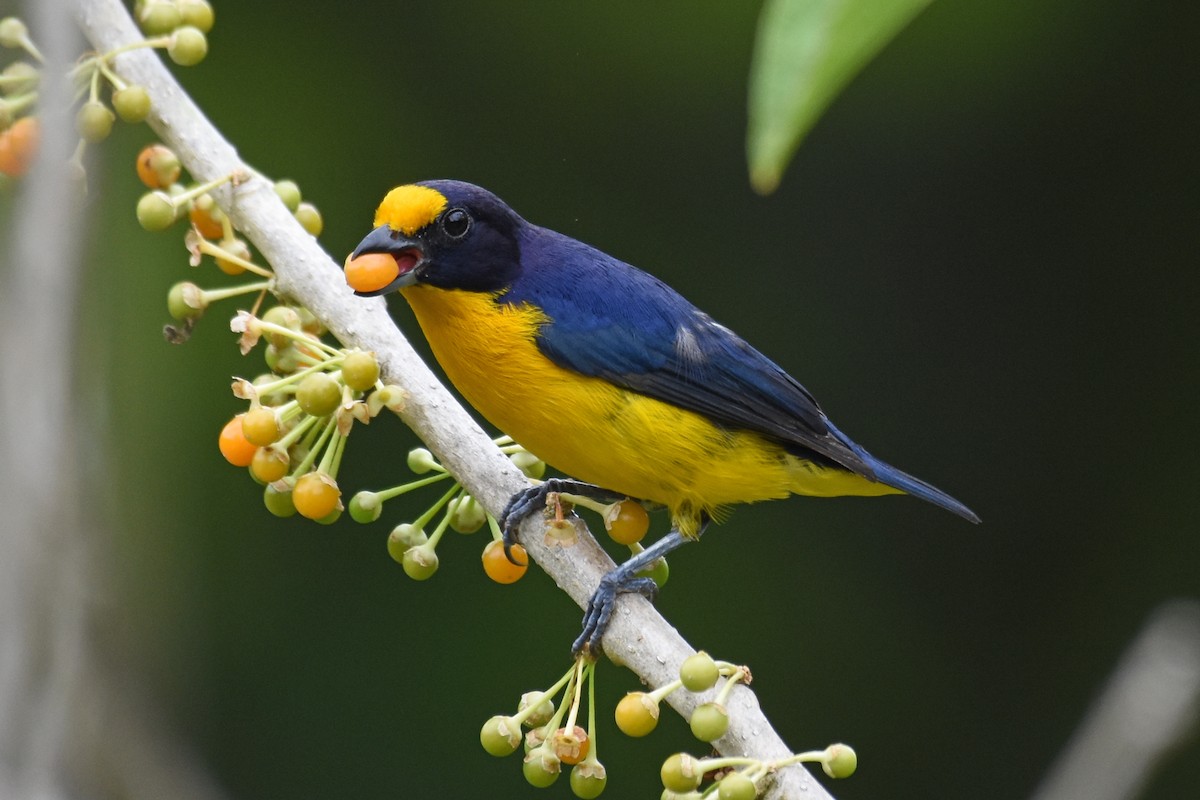 Violaceous Euphonia - ML620060751