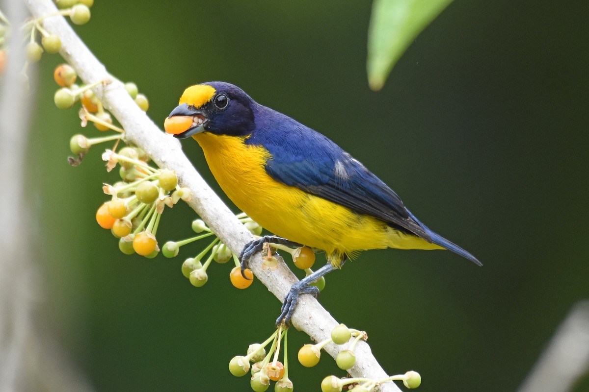 Violaceous Euphonia - ML620060752