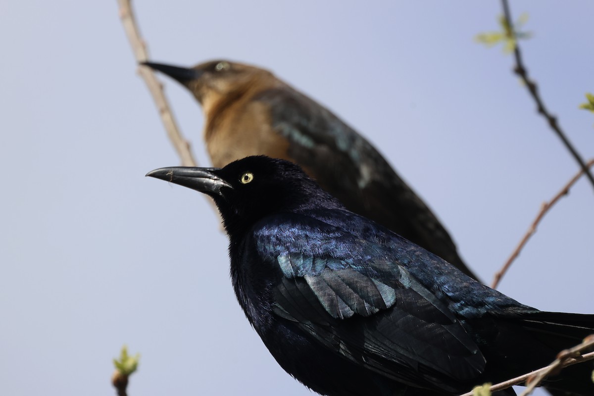 Great-tailed Grackle - ML620060753