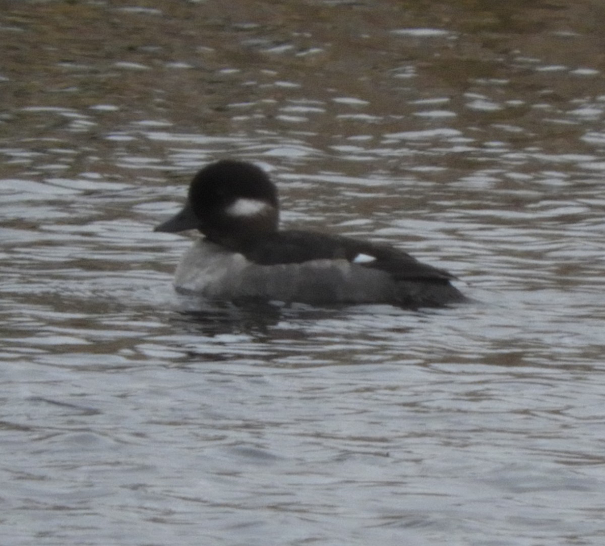 Bufflehead - ML620060756