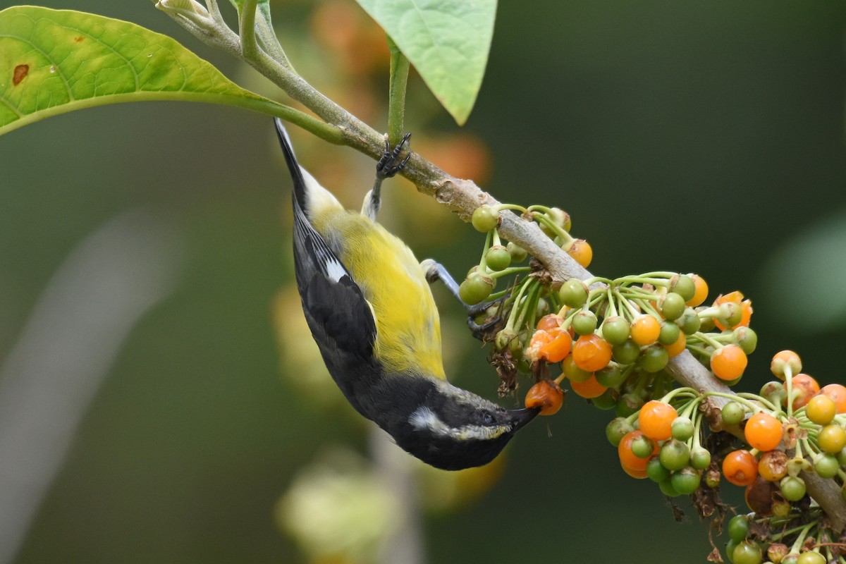 Bananaquit - ML620060757