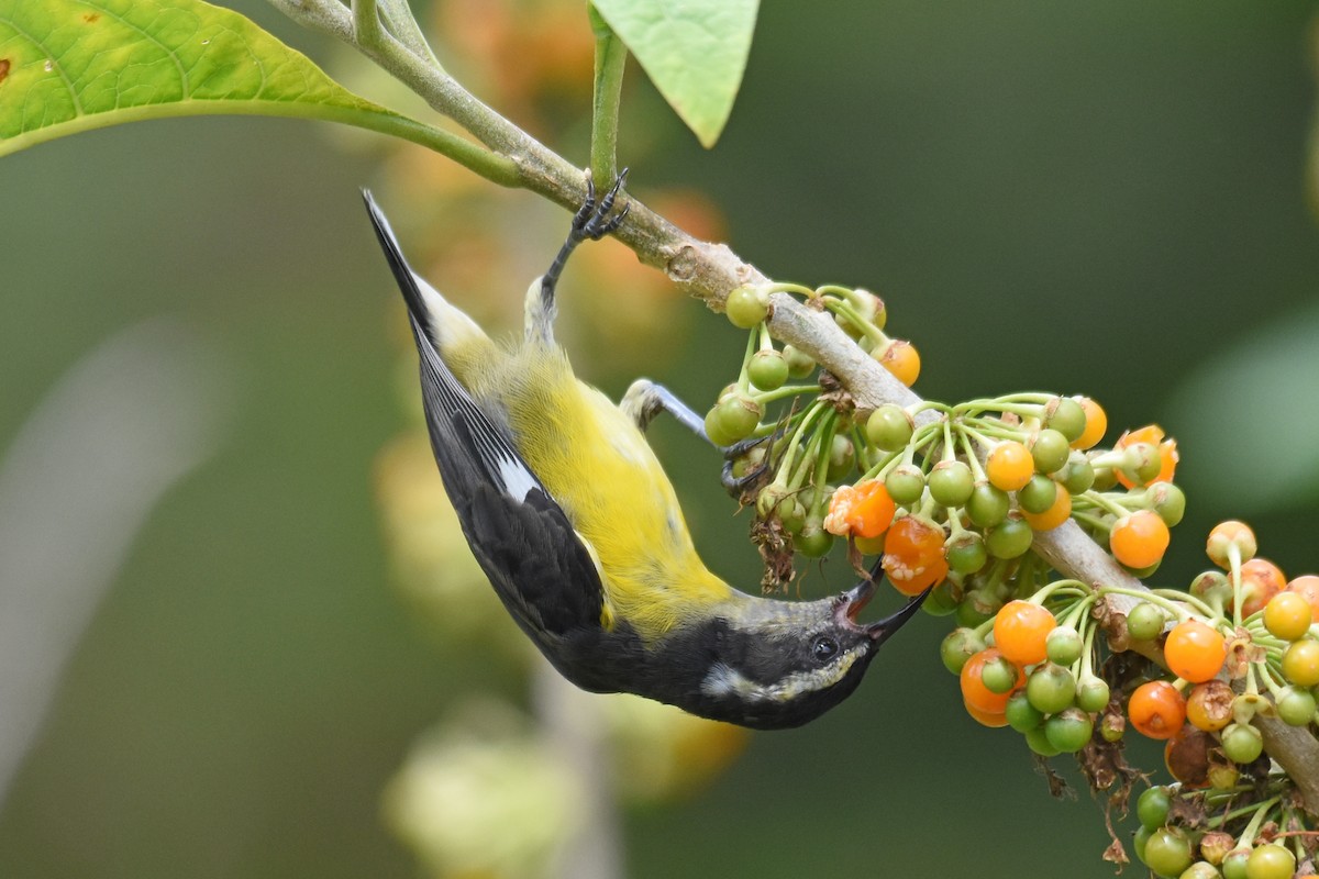 Bananaquit - ML620060764