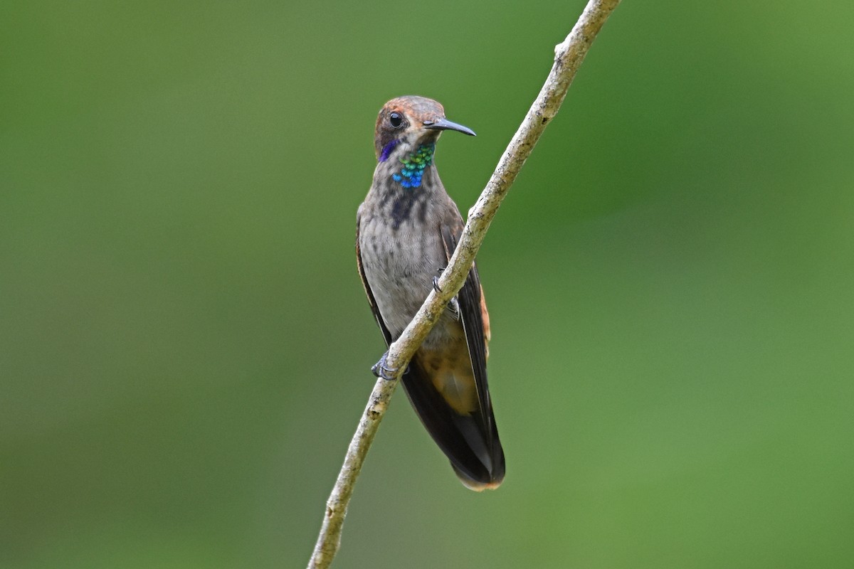 kolibřík fialovouchý - ML620060766