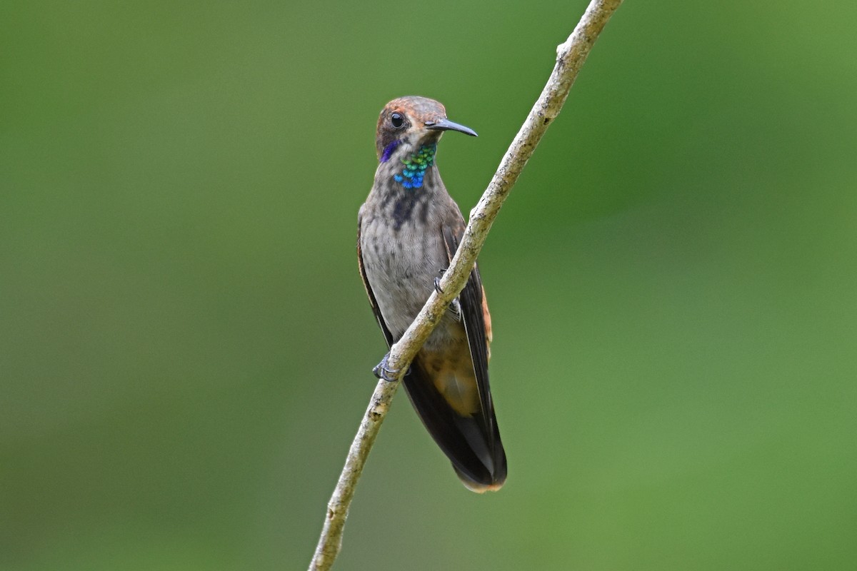 Colibrí Pardo - ML620060766