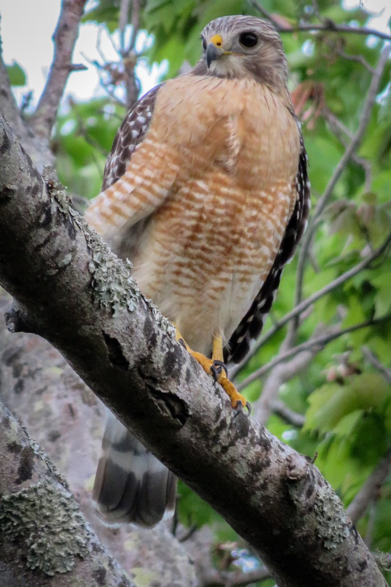 Red-shouldered Hawk - ML620060772