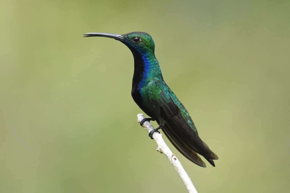 Black-throated Mango - ML620060775