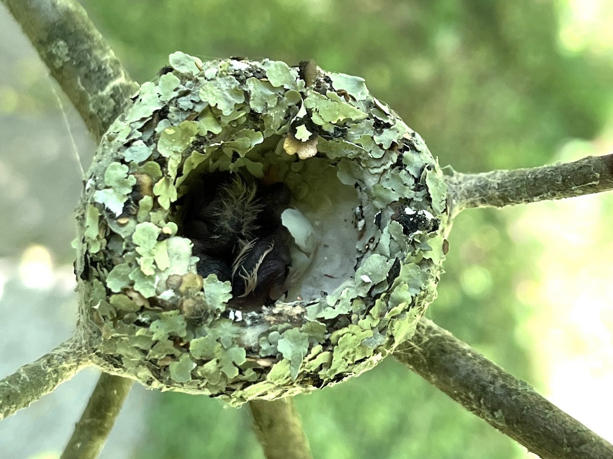 Pennsylvania Bird Atlas Checklist - 4 Jun 2024 - Welkinweir - 53 species