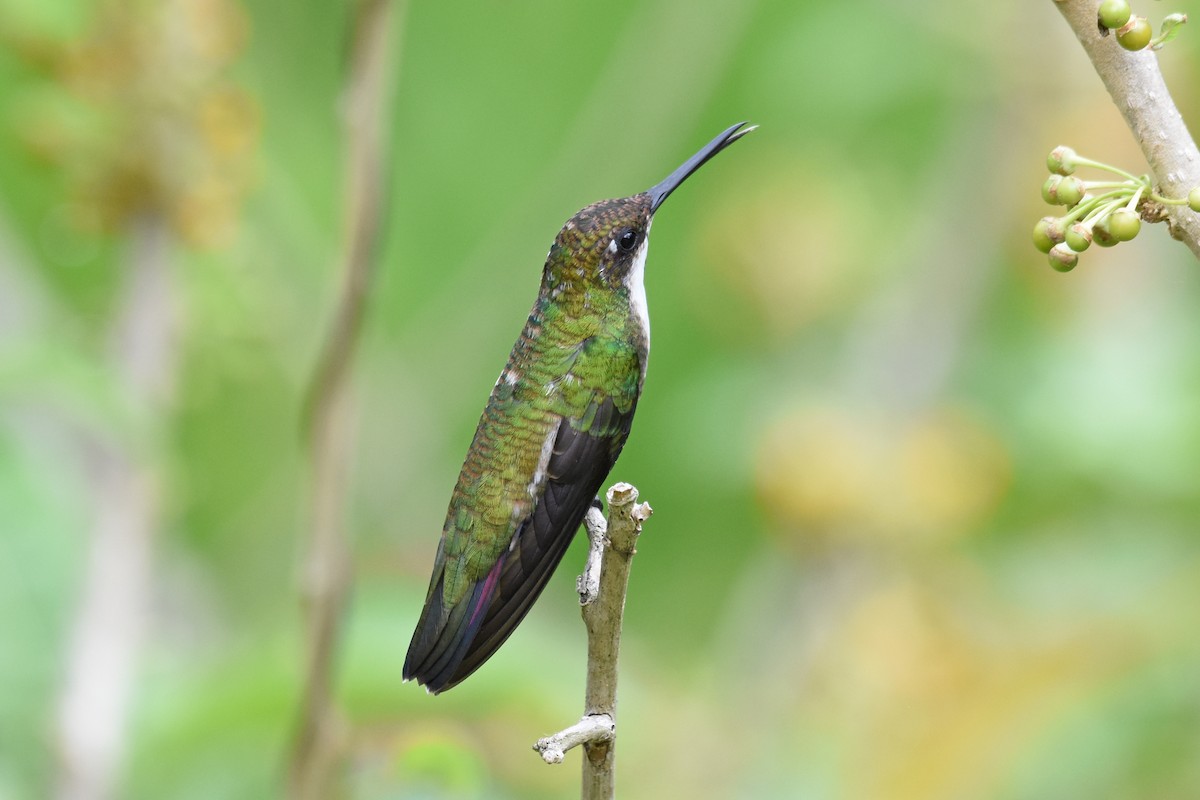 kolibřík tropický - ML620060796