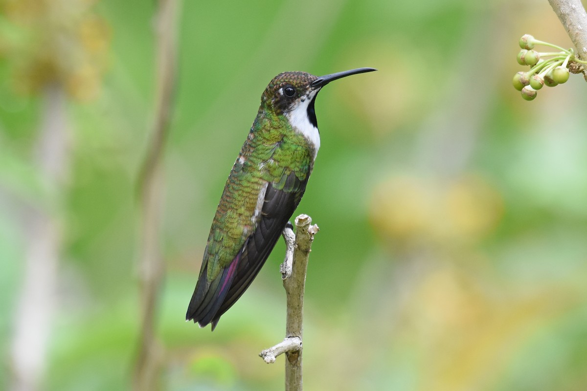 kolibřík tropický - ML620060798