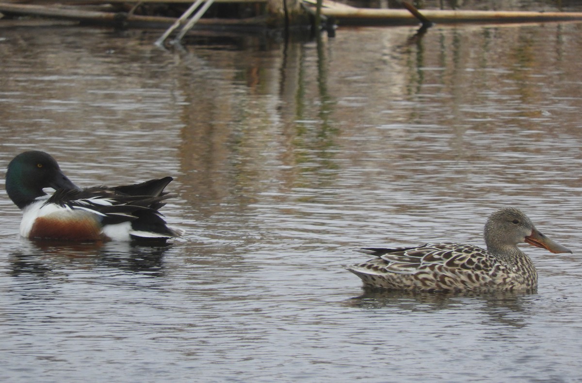 Northern Shoveler - ML620060800