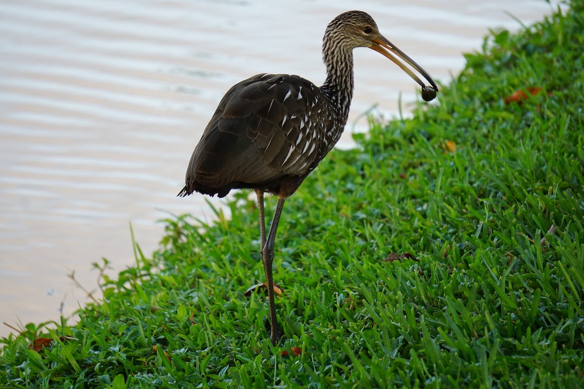 Limpkin - Tim Horvath