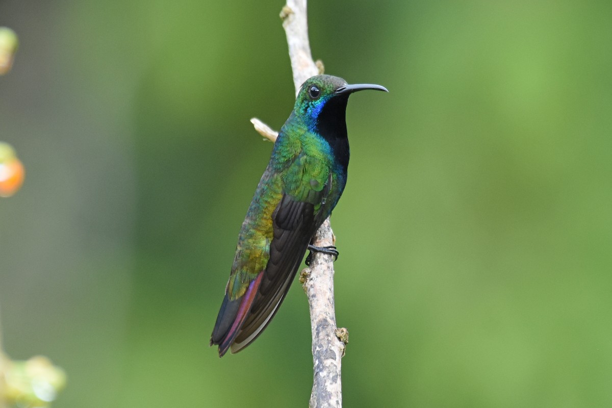 kolibřík tropický - ML620060831