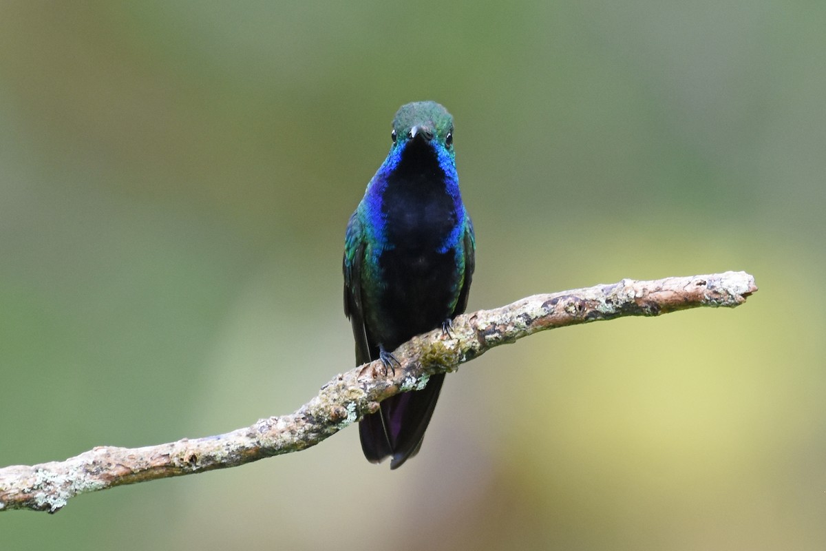 kolibřík tropický - ML620060834