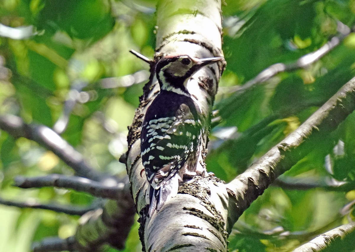 White-backed Woodpecker - ML620060840