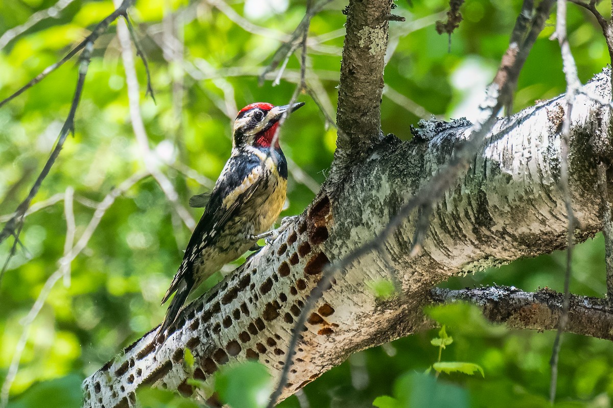 Yellow-bellied Sapsucker - ML620060847