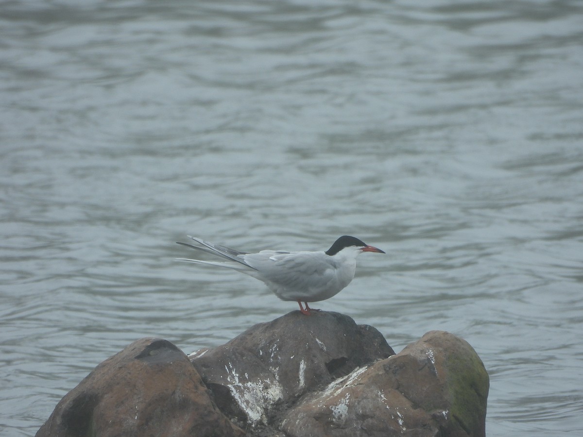 Common Tern - ML620060849