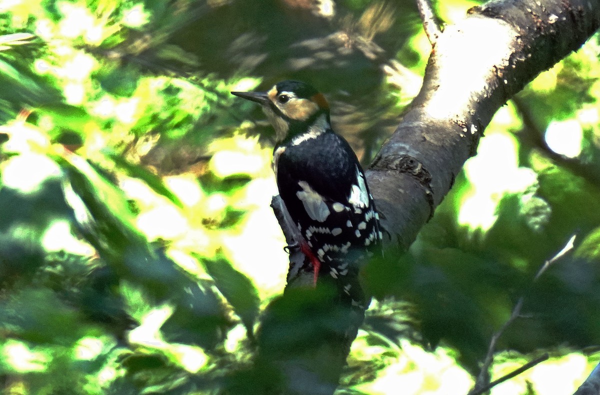Great Spotted Woodpecker - ML620060856