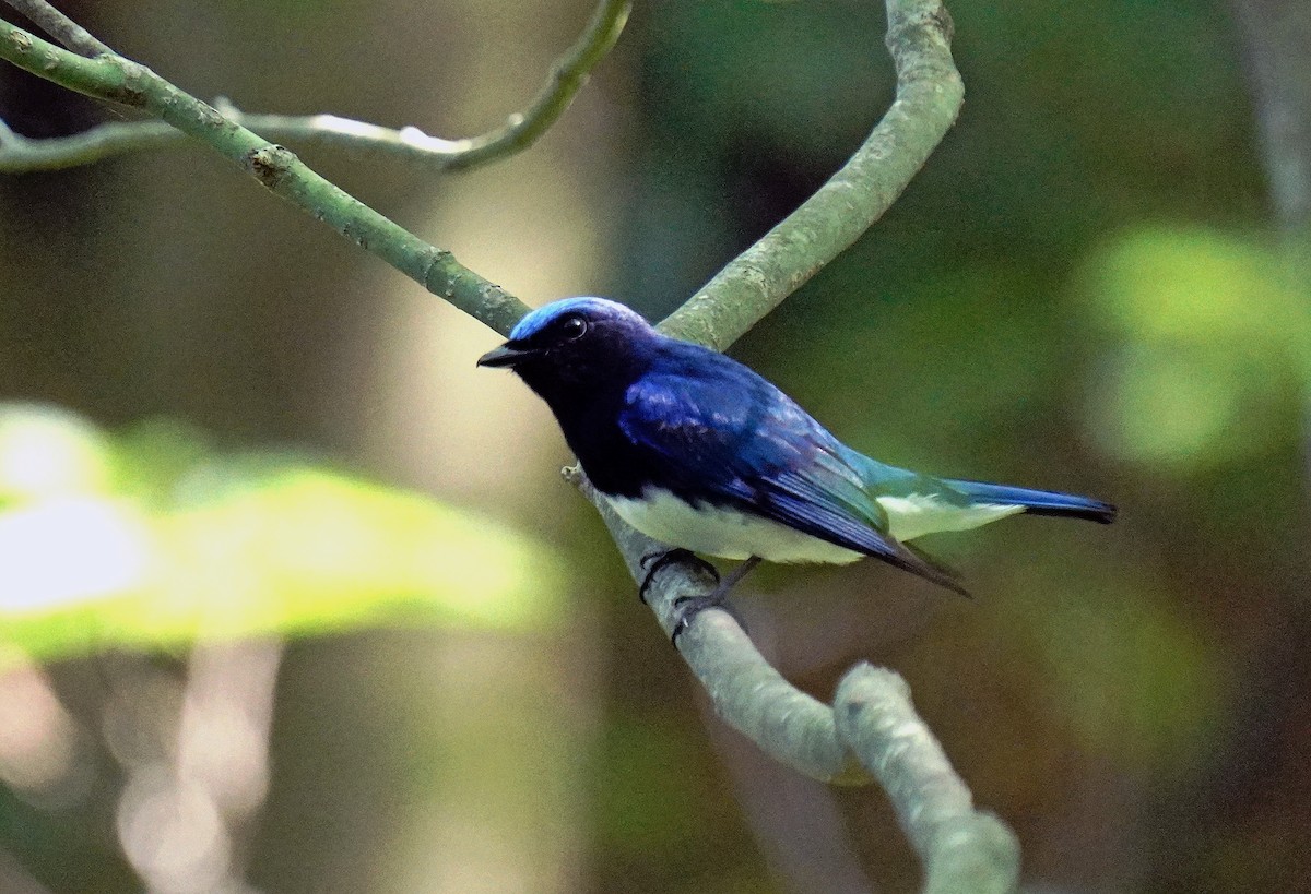 Blue-and-white Flycatcher - ML620060879
