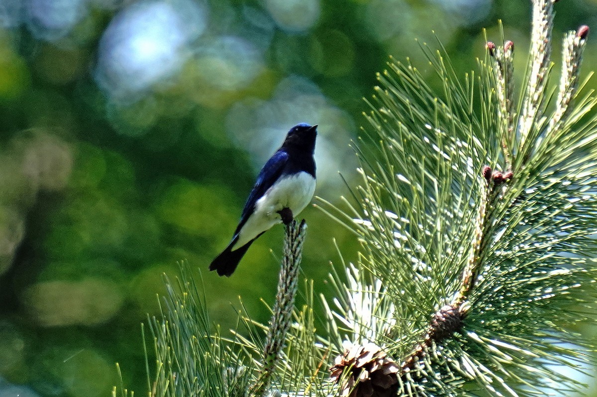 Blue-and-white Flycatcher - ML620060890