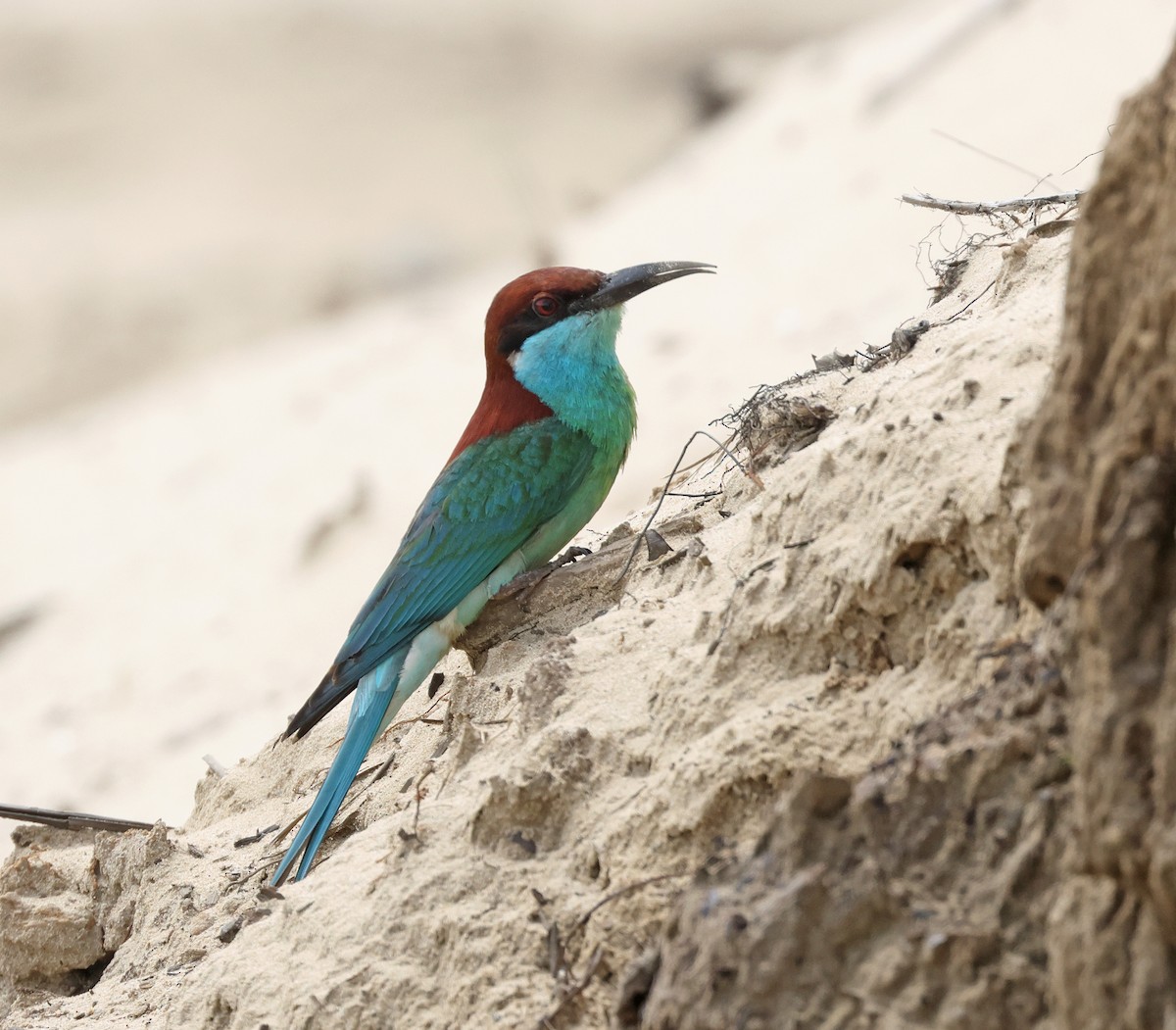 Blue-throated Bee-eater - ML620060903