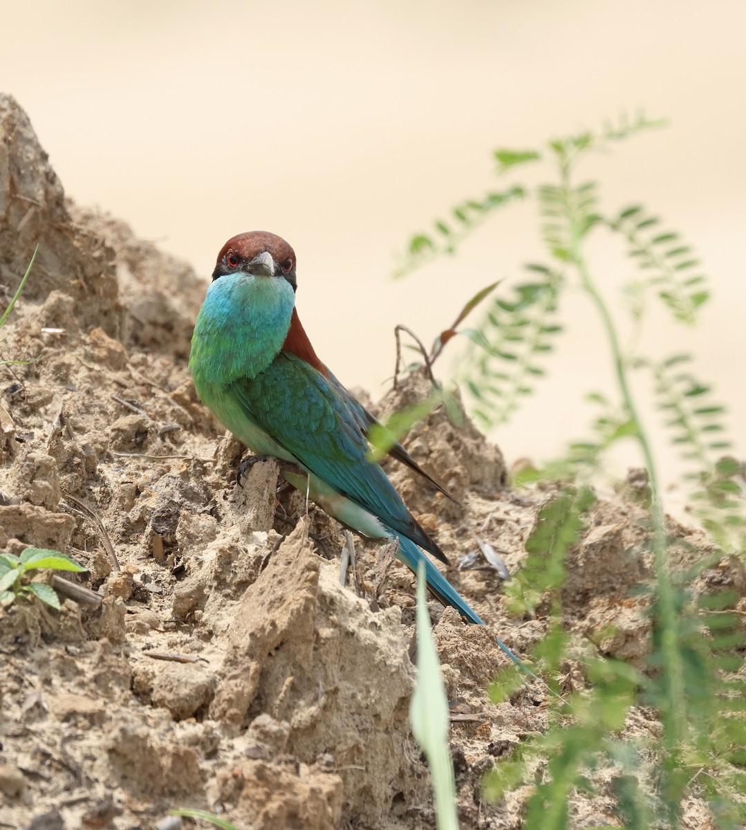 Blue-throated Bee-eater - ML620060904