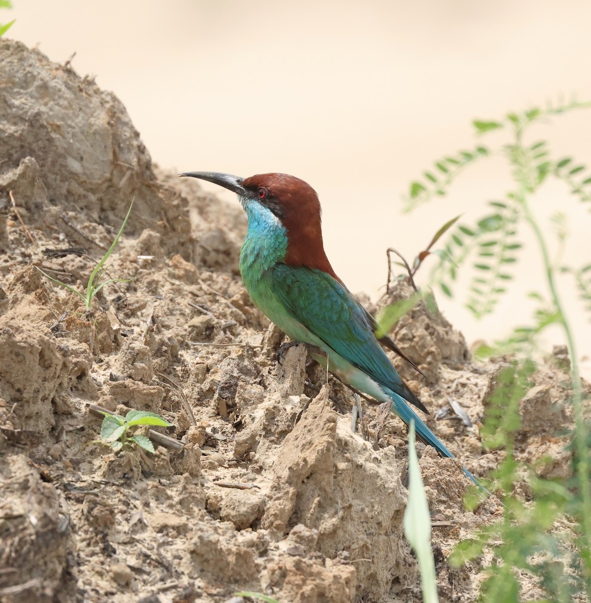 Blue-throated Bee-eater - Dave Bakewell