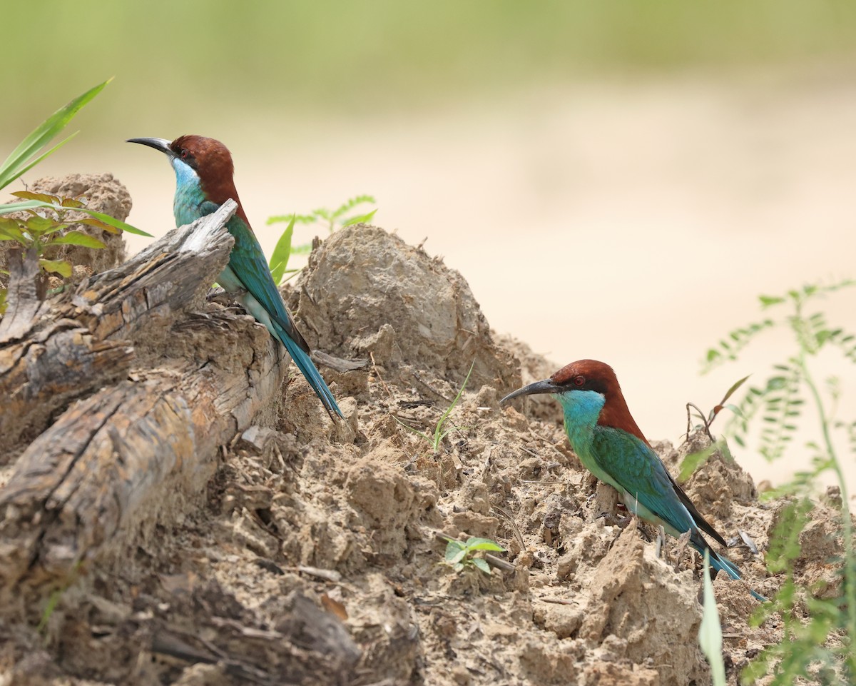 Blue-throated Bee-eater - ML620060906