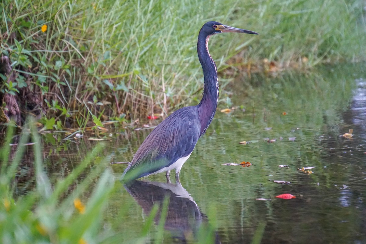 Tricolored Heron - ML620060907