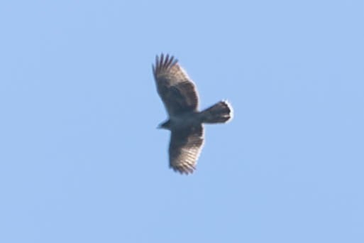 Rufous-bellied Eagle - ML620060918