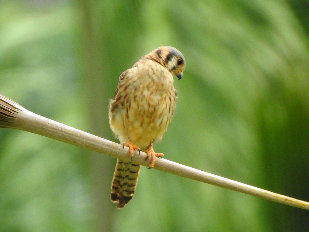 American Kestrel - ML620060929