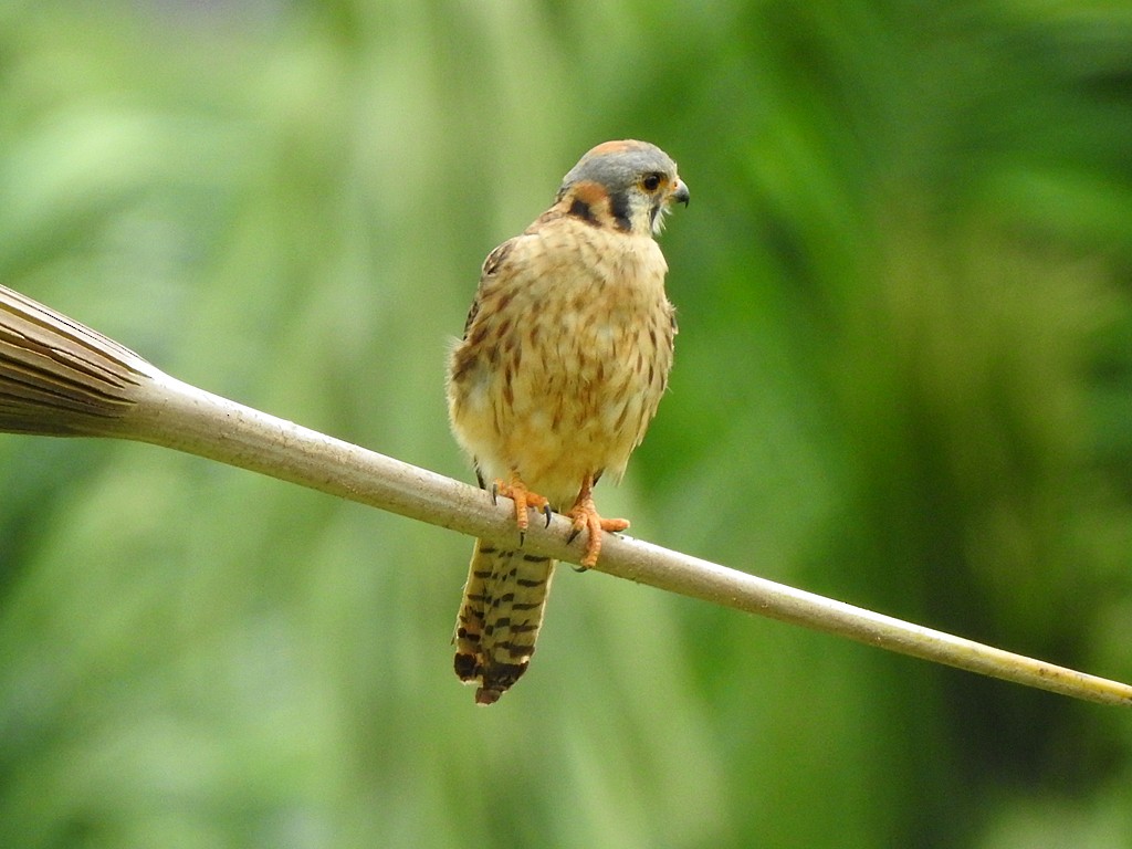 American Kestrel - ML620060930